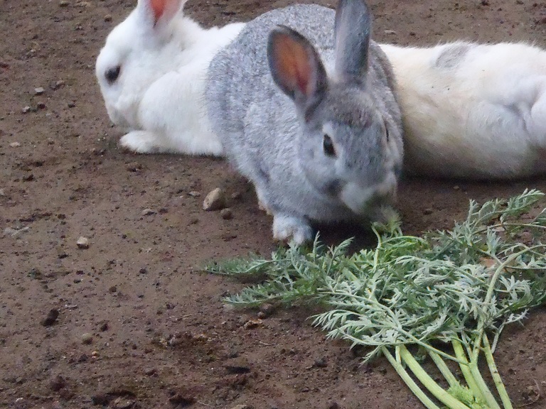 ７月飼育活動 うさぎの大好物をいただきました 深谷市立花園小学校